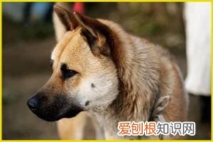 警告:“小区已经申领2000包毒狗粮,毒死狗后果自负!”,小区毒狗事件最新版