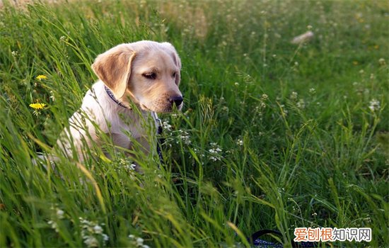 狗对什么颜色敏感?，狗对什么颜色反感