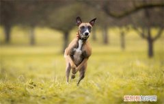 马犬咬人吗，马犬会不会随便咬人