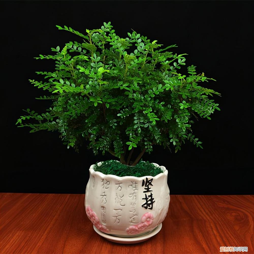 养花 花盆，7种“便宜花”，换个好花盆，立马变成“小盆景”，又美又值钱