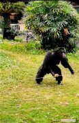你也被丢掉了吗，评论丨“丢那猩”独臂猴走红，善待动物理解它们不被打扰的权利