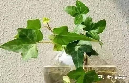 各种花卉养殖知识，30种常见花卉养护大全，够用一辈子！