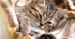 三个月的小猫感冒了吃什么药，3个月大的猫感冒用什么药