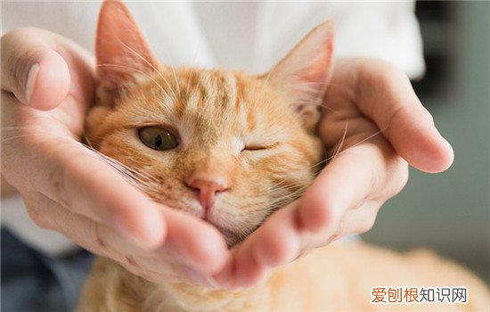 人的眼药水能给猫用吗，人的眼药水能给猫用吗?
