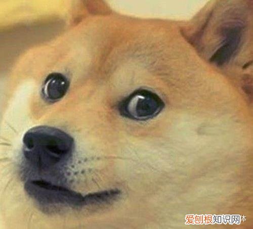 网上有宠物问诊的平台吗，有什么比较权威的宠物科普、医疗、社区平台？