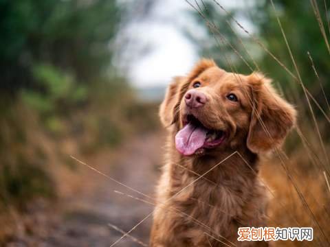 网上有宠物问诊的平台吗，有什么比较权威的宠物科普、医疗、社区平台？