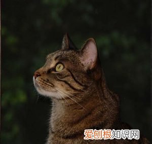 网上有宠物问诊的平台吗，有什么比较权威的宠物科普、医疗、社区平台？