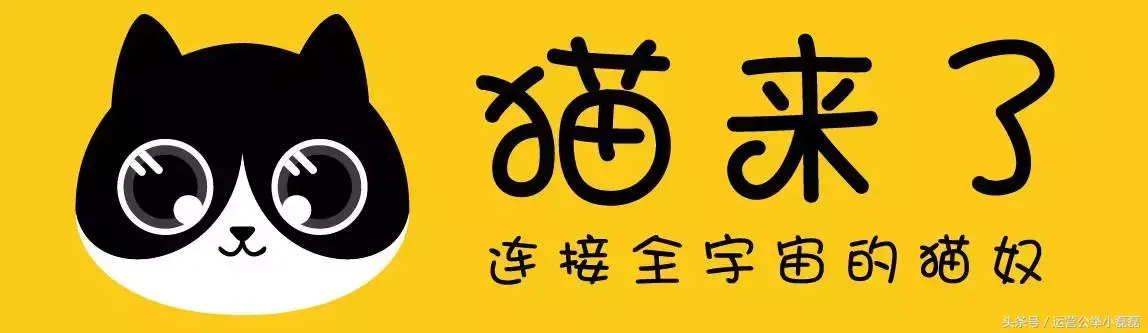 自媒体宠物领域可以吗，2年50万铲屎官关注，宠物类自媒体如何运营？专访丨猫来了