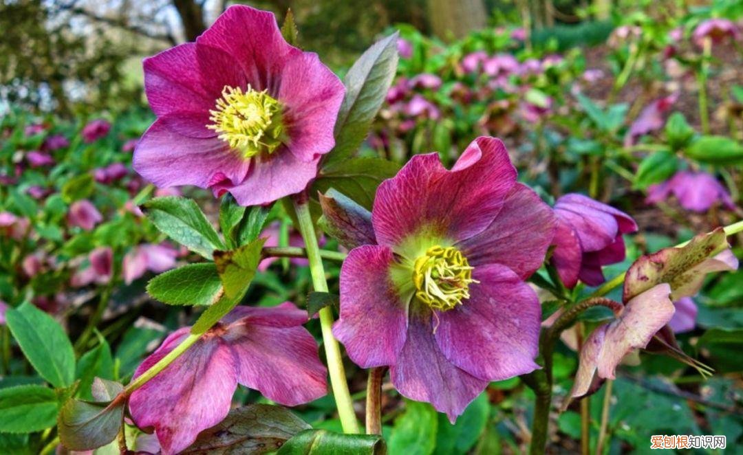 室内绿植花卉，保持植物健康的5种高效方法，促进家里的花卉孕育花朵