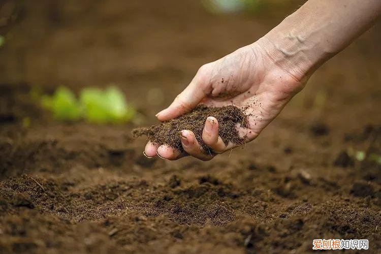 室内绿植花卉，保持植物健康的5种高效方法，促进家里的花卉孕育花朵