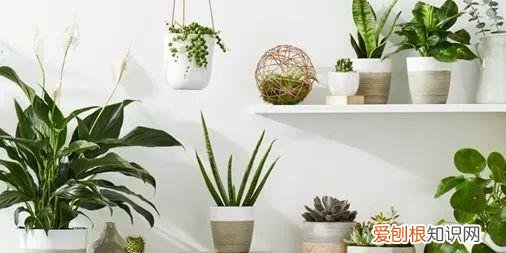 室内绿植花卉，保持植物健康的5种高效方法，促进家里的花卉孕育花朵