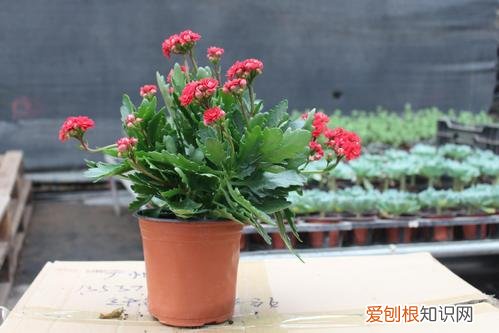 闲时栽花种草，趁着在家闲，花卉5步养护法，根壮叶绿花期开出多