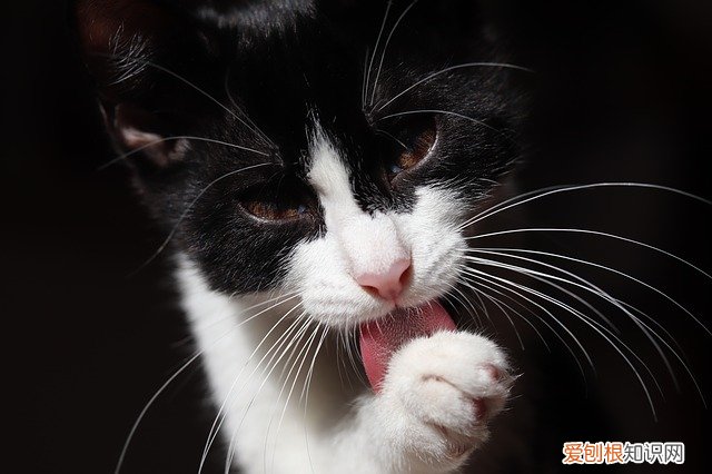 猫呼吸急促肚子一抽一抽的,猫肚子一抽一抽的喘气