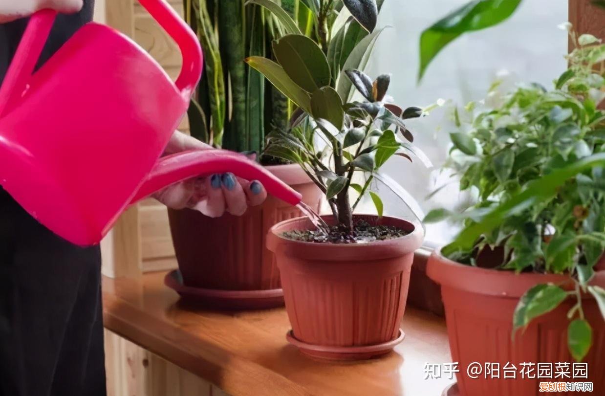养花浇水小常识,养啥花死啥花?浇水谨记“5句口诀”,根系舒服,叶片肥,开花旺