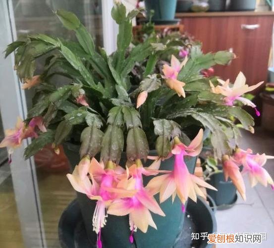 养花浇水小常识,养啥花死啥花?浇水谨记“5句口诀”,根系舒服,叶片肥,开花旺