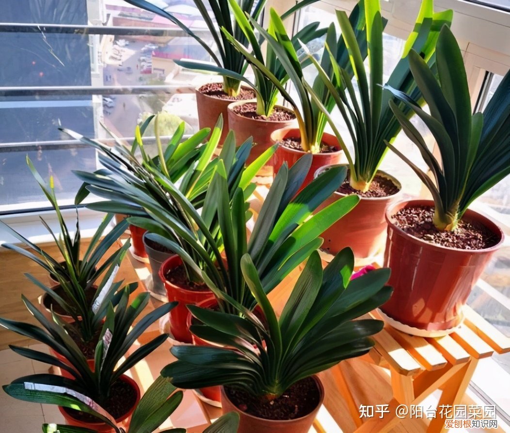 养花浇水小常识,养啥花死啥花?浇水谨记“5句口诀”,根系舒服,叶片肥,开花旺