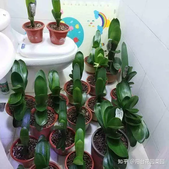 养花浇水小常识,养啥花死啥花?浇水谨记“5句口诀”,根系舒服,叶片肥,开花旺