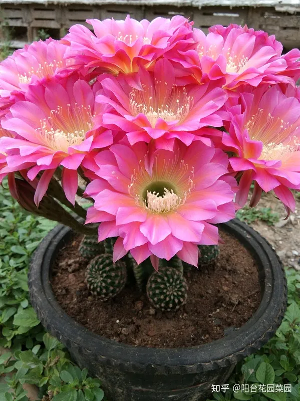 养花浇水小常识,养啥花死啥花?浇水谨记“5句口诀”,根系舒服,叶片肥,开花旺