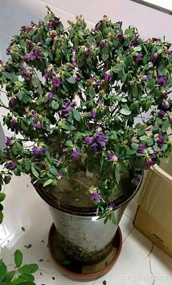 养花浇水小常识,养啥花死啥花?浇水谨记“5句口诀”,根系舒服,叶片肥,开花旺