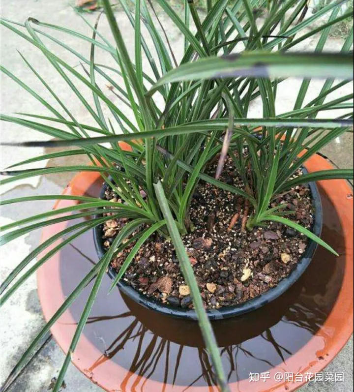 养花浇水小常识,养啥花死啥花?浇水谨记“5句口诀”,根系舒服,叶片肥,开花旺