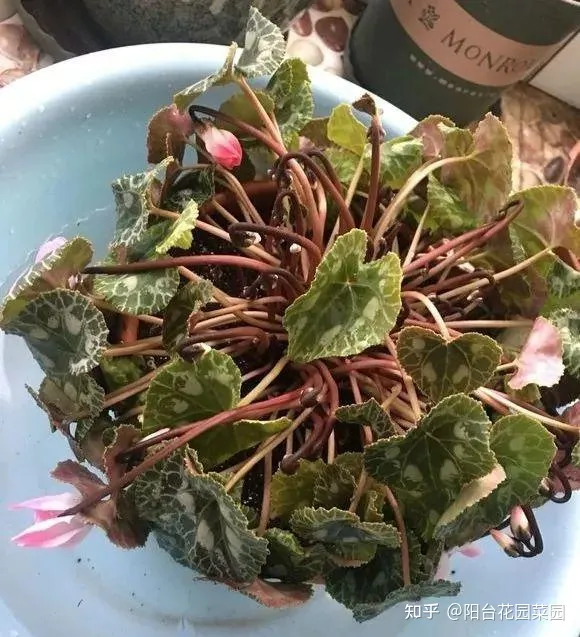 养花浇水小常识,养啥花死啥花?浇水谨记“5句口诀”,根系舒服,叶片肥,开花旺