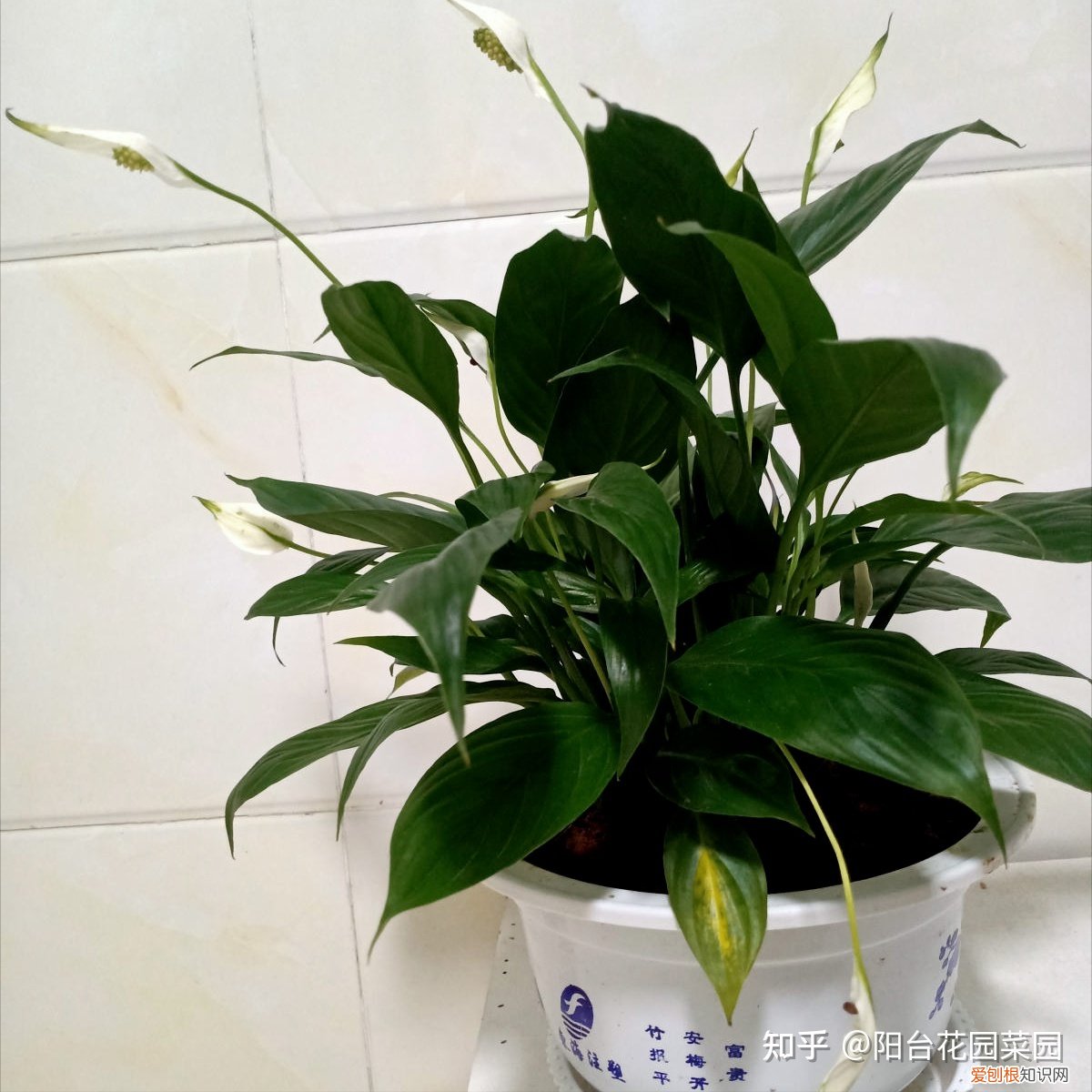 养花浇水小常识,养啥花死啥花?浇水谨记“5句口诀”,根系舒服,叶片肥,开花旺