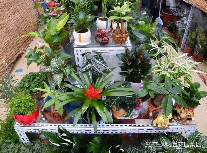 养花浇水小常识,养啥花死啥花?浇水谨记“5句口诀”,根系舒服,叶片肥,开花旺