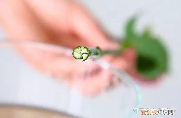 鲜花能存放几天，鲜花收到后怎么养可以开得更久？