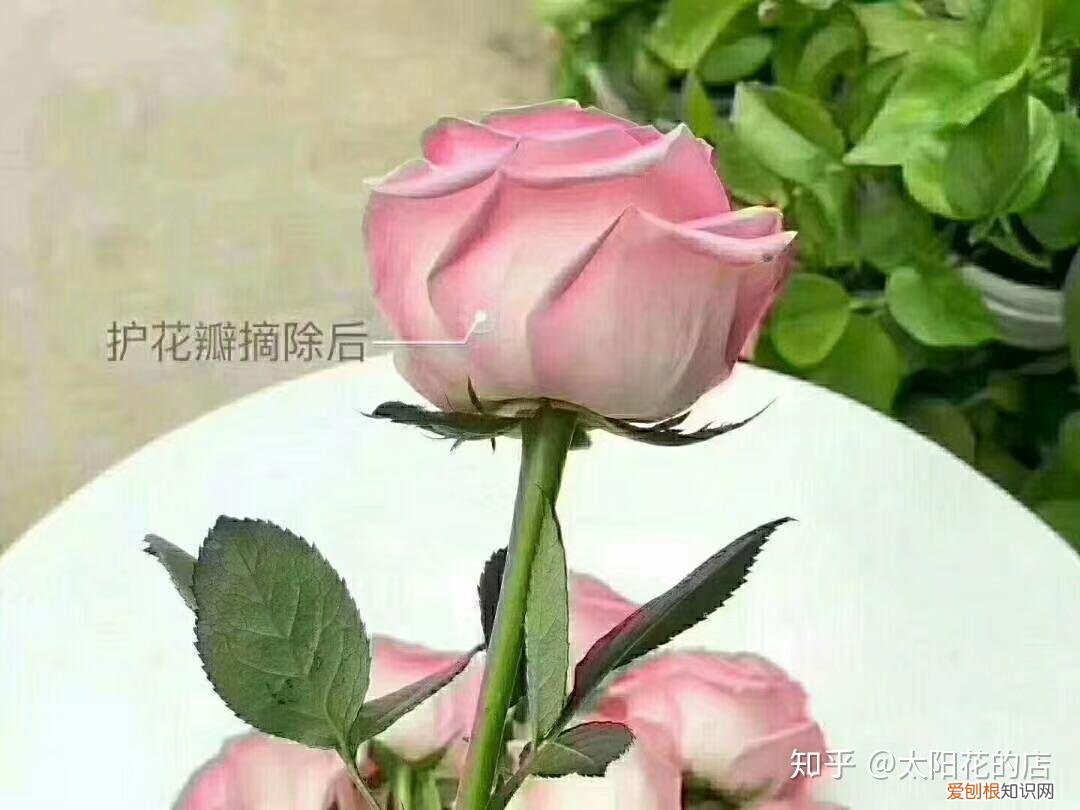 鲜花能存放几天，鲜花收到后怎么养可以开得更久？