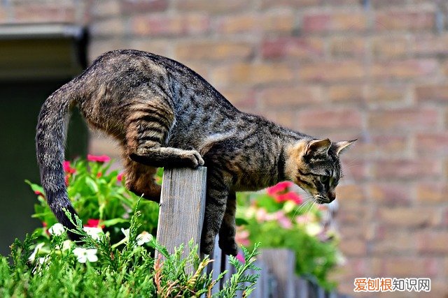 猫咪中暑不吃饭不喝水怎么办，猫咪生病不吃饭不喝水怎么办