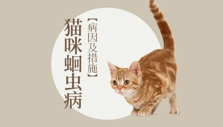 猫狗宠物网，宠物大师猫狗科普站-第四期