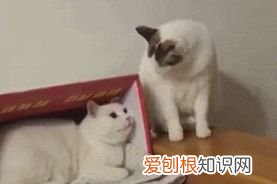 猫咪每天早上蹦迪怎么办，【宠物知识科普篇】猫咪夜夜蹦迪、弄乱家里、乱尿等能不能揍它？这些部位请一定要注意不能随意乱打！！！