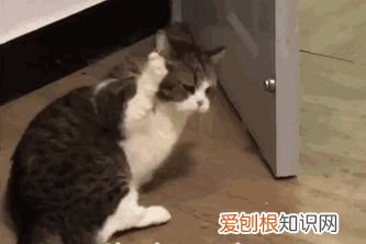 猫咪每天早上蹦迪怎么办，【宠物知识科普篇】猫咪夜夜蹦迪、弄乱家里、乱尿等能不能揍它？这些部位请一定要注意不能随意乱打！！！