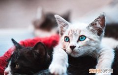 加菲猫感冒症状是什么，加菲猫感冒可以自愈吗