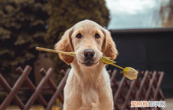 巴哥冬季怎么保暖 养巴哥夏天怎么办