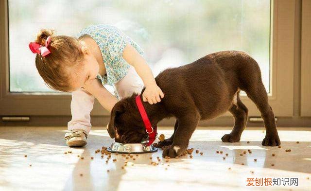 狗狗吃啥都没味道,莫非是外面有狗了?,狗为什么不能吃有味道的东西