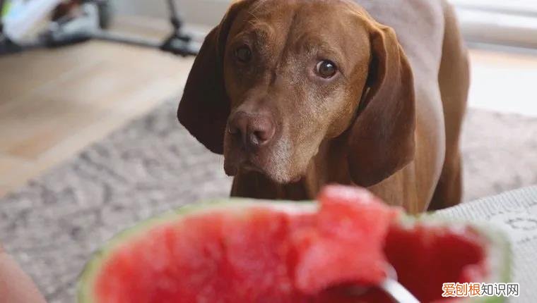 狗狗吃啥都没味道,莫非是外面有狗了?,狗为什么不能吃有味道的东西