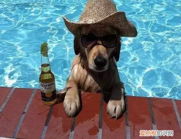 狗狗吃啥都没味道,莫非是外面有狗了?,狗为什么不能吃有味道的东西