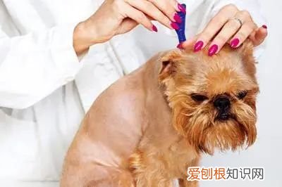 养狗能预防什么病，【宠物知识科普篇】新手养狗经常见9大疾病，及时了解，及时预防~