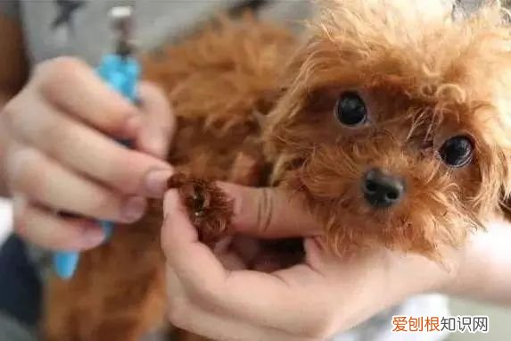 养狗能预防什么病，【宠物知识科普篇】新手养狗经常见9大疾病，及时了解，及时预防~