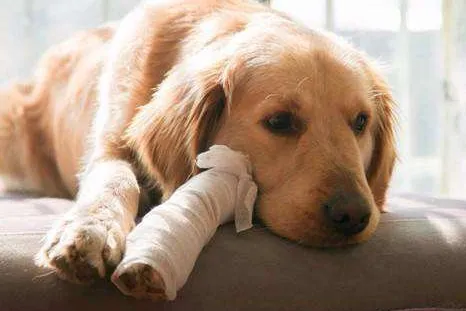 养狗能预防什么病，【宠物知识科普篇】新手养狗经常见9大疾病，及时了解，及时预防~