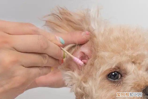 养狗能预防什么病，【宠物知识科普篇】新手养狗经常见9大疾病，及时了解，及时预防~