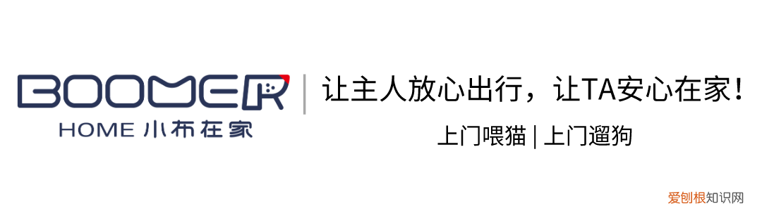 夏至对动物的影响，【宠物知识科普篇】夏至即将到来，宠物如何安全避免中暑，这份避暑功课请牢记！