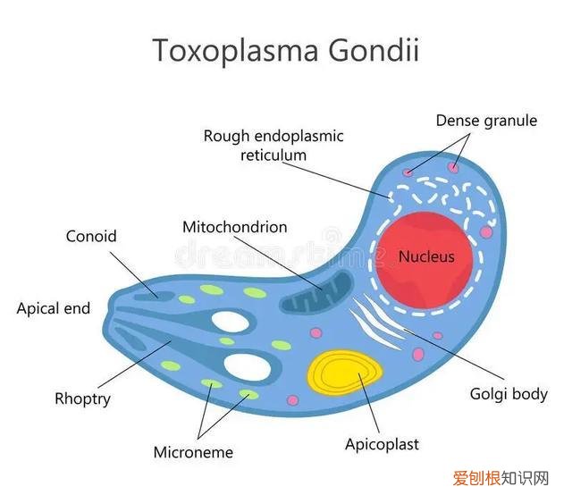 弓形虫病人畜共患病,人是弓形虫生活的环境吗，[宠物知识科普]《人畜共患之弓形虫病》
