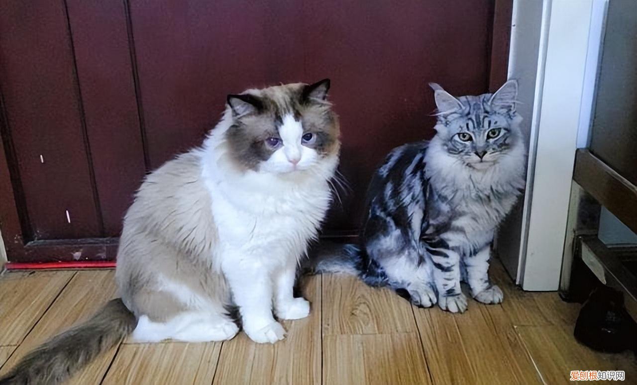 12个月-8岁 猫生了7只能活几只，如何养出一只健康又长寿的猫咪？