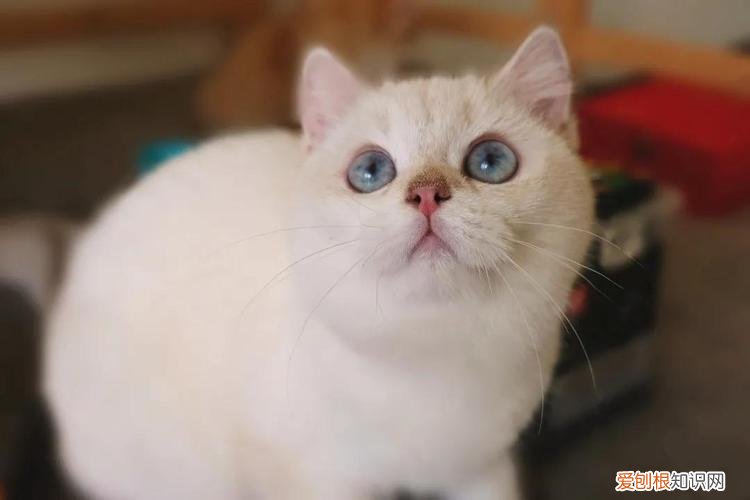 12个月-8岁 猫生了7只能活几只，如何养出一只健康又长寿的猫咪？