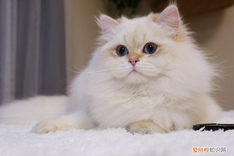 12个月-8岁 猫生了7只能活几只，如何养出一只健康又长寿的猫咪？