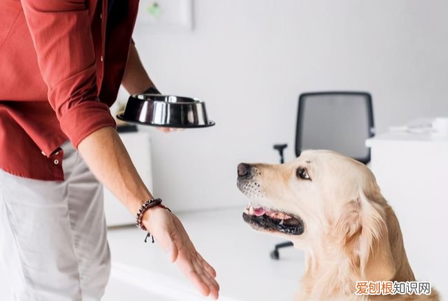 狗狗被你养熟了的五种表现,新手铲屎官必看!,狗狗睡熟了的表现