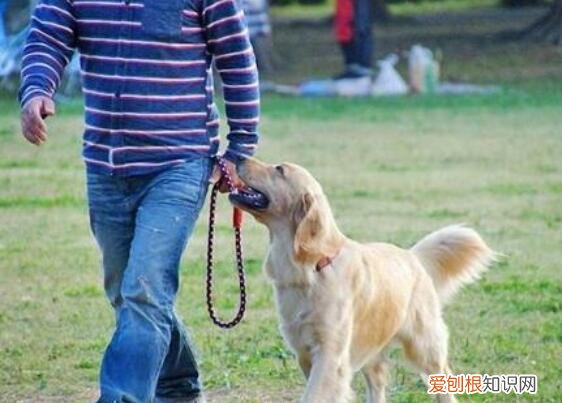 狗狗被你养熟了的五种表现,新手铲屎官必看!,狗狗睡熟了的表现