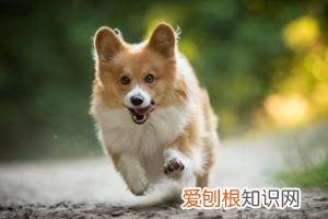 狗狗被你养熟了的五种表现,新手铲屎官必看!,狗狗睡熟了的表现